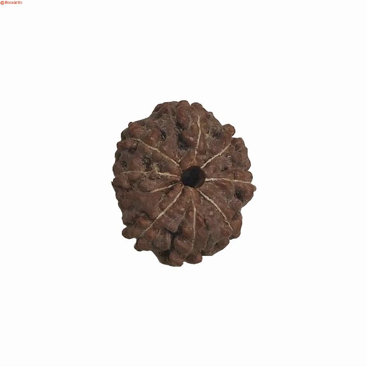 rudraksha 8 mukhi